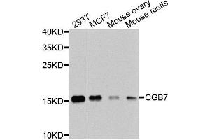 Western blot analysis of extracts of various cells, using CGB7 antibody. (CGB7 Antikörper)