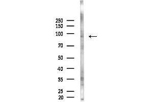 Western blot analysis of lysates from  cells(starvation treatment), using CLCN7 Antibody at 1/1000 dilution.