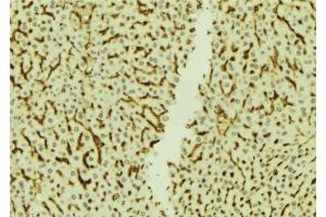 ABIN6273770 at 1/100 staining Mouse liver tissue by IHC-P. (NRIP1 Antikörper  (C-Term))