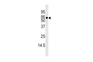 Western blot analysis of anti-ADK Pab (ABIN391132 and ABIN2841255) in mouse liver tissue lysate (35 μg/lane). (ADK Antikörper  (C-Term))