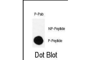 Dot blot analysis of Phospho-CRK-S41 polyclonal antibody (ABIN389702 and ABIN2837929) on nitrocellulose membrane. (Crk Antikörper  (pSer41))
