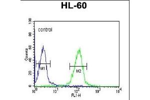 HLA-DRA Antibody (C-term) (ABIN390771 and ABIN2841029) flow cytometric analysis of HL-60 cells (right histogram) compared to a negative control cell (left histogram). (HLA-DRA Antikörper  (C-Term))