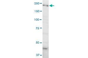 DOCK4 monoclonal antibody (M01A), clone 3E7. (DOCK4 Antikörper  (AA 1867-1966))