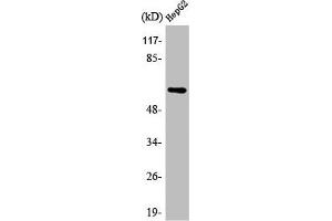 Western Blot analysis of HepG2 cells using AR α2C Polyclonal Antibody (ADRA2C Antikörper  (C-Term))