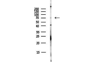 anti-Pyridine Nucleotide-Disulphide Oxidoreductase Domain 1 (PYROXD1) antibody