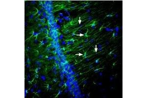 Expression of Nectin-2 in rat hippocampus - Immunohistochemical staining of perfusion-fixed frozen rat brain sections using Anti-Nectin-2/PVRL2 (extracellular) Antibody (ABIN7043340, ABIN7044694 and ABIN7044695), (1:600), followed by goat-anti-rabbit-AleaxaFluor-488. (Nectin-2 Antikörper  (Extracellular, N-Term))