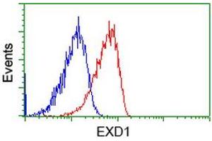 Image no. 2 for anti-Exonuclease 3'-5' Domain Containing 1 (EXD1) antibody (ABIN1498134) (EXD1 Antikörper)