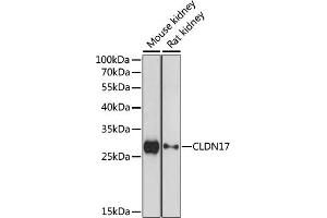 Western blot analysis of extracts of various cell lines, using CLDN17 antibody (ABIN7266407) at 1:1000 dilution. (Claudin 17 Antikörper  (C-Term))