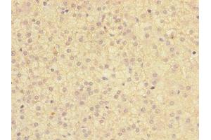 Immunohistochemistry of paraffin-embedded human adrenal gland tissue using ABIN7172973 at dilution of 1:100 (TMED1 Antikörper  (AA 24-194))
