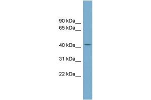 WB Suggested Anti-COX10 Antibody Titration:  0. (COX10 Antikörper  (Middle Region))