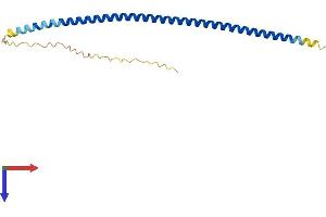 FAM9B Protein (AA 1-186) (His tag)