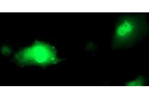 Anti-PDXK mouse monoclonal antibody (ABIN2454646) immunofluorescent staining of COS7 cells transiently transfected by pCMV6-ENTRY PDXK (RC200975). (PDXK Antikörper)
