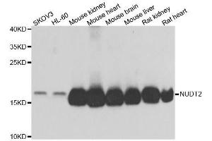 Western blot analysis of extracts of various cell lines, using NUDT2 antibody. (NUDT2 Antikörper  (AA 1-147))