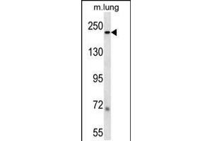 LB1 Antibody (C-term) (ABIN657904 and ABIN2846855) western blot analysis in mouse lung tissue lysates (35 μg/lane). (Laminin beta 1 Antikörper  (C-Term))