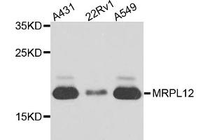 Western blot analysis of extracts of various cell lines, using MRPL12 antibody (ABIN5974554) at 1/1000 dilution. (MRPL12 Antikörper)