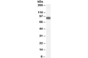 Western blot testing of human spleen lysate with GSN antibody at 0. (Gelsolin Antikörper)
