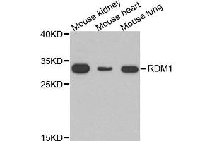 Western blot analysis of extracts of various cell lines, using RDM1 antibody.
