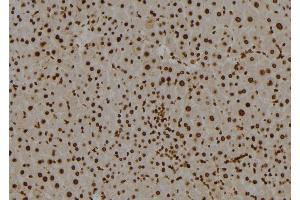 ABIN6277544 at 1/100 staining Mouse liver tissue by IHC-P.
