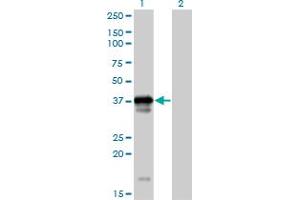 Western Blot analysis of OCIAD1 expression in transfected 293T cell line by OCIAD1 MaxPab polyclonal antibody.