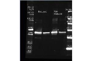 Goat anti-Sarcosine Oxidase antibody was used to detect Sarcosine Oxidase. (PIPOX Antikörper)