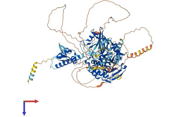 USP33 Protein (AA 1-942) (His tag)