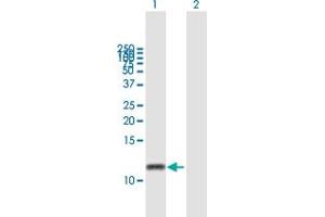 Western Blot analysis of GNGT2 expression in transfected 293T cell line by GNGT2 MaxPab polyclonal antibody. (GNGT2 Antikörper  (AA 1-69))