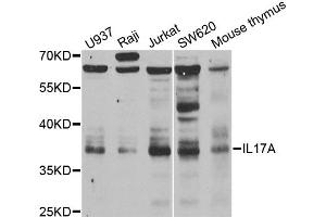Western blot analysis of extracts of various cell lines, using IL17A antibody. (Interleukin 17a Antikörper)