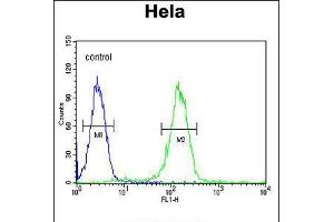 Flow cytometric analysis of Hela cells (right histogram) compared to a negative control cell (left histogram). (Cyclin H Antikörper  (C-Term))