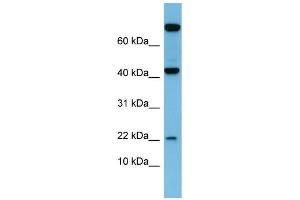 WB Suggested Anti-LEP Antibody Titration:  0. (Leptin Antikörper  (N-Term))