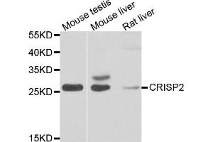 Western blot analysis of extracts of various cell lines, using CRISP2 antibody. (CRISP2 Antikörper)