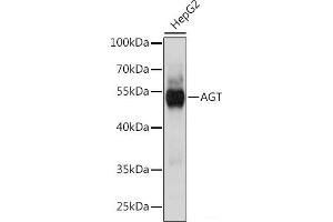 Western blot analysis of extracts of HepG2 cells using AGT Polyclonal Antibody at dilution of 1:1000. (AGT Antikörper)