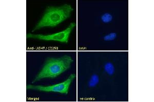 ABIN571046 Immunofluorescence analysis of paraformaldehyde fixed HeLa cells, permeabilized with 0. (TNFSF14 Antikörper  (Internal Region))