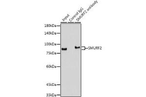 Immunoprecipitation analysis of 300 μg extracts of Mouse lung cells using 3 μg SMURF2 antibody (ABIN1680578, ABIN3015927, ABIN3015928 and ABIN7101462). (SMURF2 Antikörper)