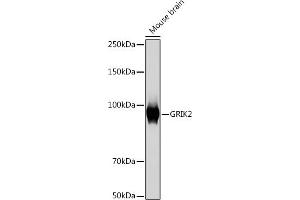 Western blot analysis of extracts of Mouse brain, using GRIK2 Rabbit mAb (ABIN7267415) at 1:1000 dilution. (GRIK2 Antikörper)