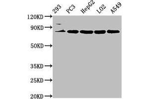 Western Blot Positive WB detected in: 293 whole cell lysate, PC-3 whole cell lysate, HepG2 whole cell lysate, LO2 whole cell lysate, A549 whole cell lysate All lanes: NLN antibody at 3. (NLN Antikörper  (AA 109-241))