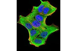 Immunofluorescence analysis of Hela cells using GFPT1 mouse mAb (green). (GFPT1 Antikörper  (AA 536-681))