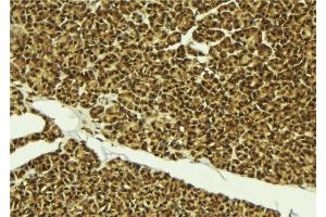 ABIN6279302 at 1/100 staining Mouse pancreas tissue by IHC-P.