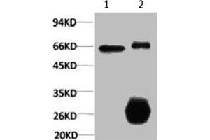 1) Input: Hela Cell Lysate 2) IP product: IP dilute 1:200