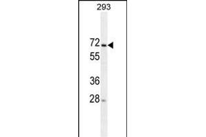 MIPEP Antibody (ABIN659042 and ABIN2838054) western blot analysis in 293 cell line lysates (35 μg/lane).