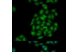 Immunofluorescence analysis of HeLa cells using PLSCR1 Polyclonal Antibody (PLSCR1 Antikörper)