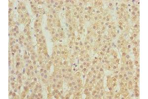Immunohistochemistry of paraffin-embedded human adrenal gland tissue using ABIN7158915 at dilution of 1:100 (MFSD1 Antikörper  (AA 1-38))
