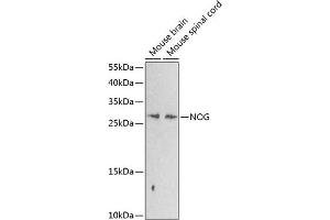 Western blot analysis of extracts of various cell lines, using NOG antibody (ABIN6128385, ABIN6144701, ABIN6144702 and ABIN6224318) at 1:1000 dilution. (NOG Antikörper  (AA 28-232))