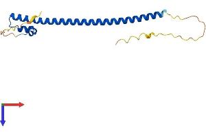 Mafg Protein (AA 1-162) (His tag)