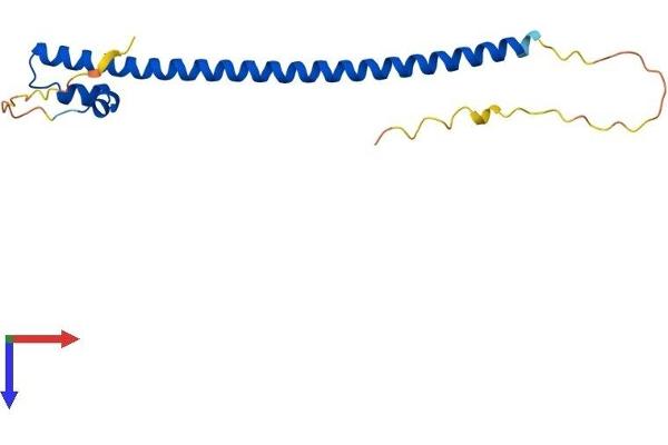 Mafg Protein (AA 1-162) (His tag)