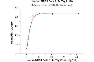 Neuregulin-1 beta 1 (NRG1-beta 1) (AA 2-246) (Active) protein (Fc Tag)