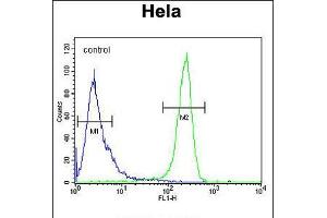 Flow cytometric analysis of Hela cells (right histogram) compared to a negative control cell (left histogram). (CDT2/RAMP Antikörper  (AA 229-256))