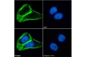 Immunofluorescence staining of fixed A431 cells with anti-Tetraspanin 1 antibody 4/12. (Rekombinanter TSPAN1 Antikörper  (Extracellular Domain))