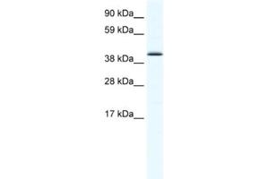 Western Blotting (WB) image for anti-SRY (Sex Determining Region Y)-Box 7 (SOX7) antibody (ABIN2461476) (SOX7 Antikörper)