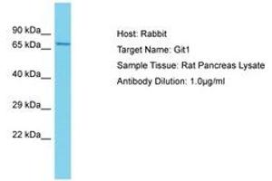 Image no. 1 for anti-GIT1 (GIT1) (AA 581-630) antibody (ABIN6750460) (GIT1 Antikörper  (AA 581-630))