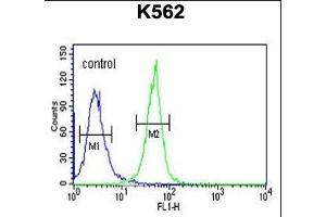 KRT1 Antibody (Center) (ABIN651241 and ABIN2840150) flow cytometric analysis of K562 cells (right histogram) compared to a negative control cell (left histogram). (KRTAP1-1 Antikörper  (AA 88-117))